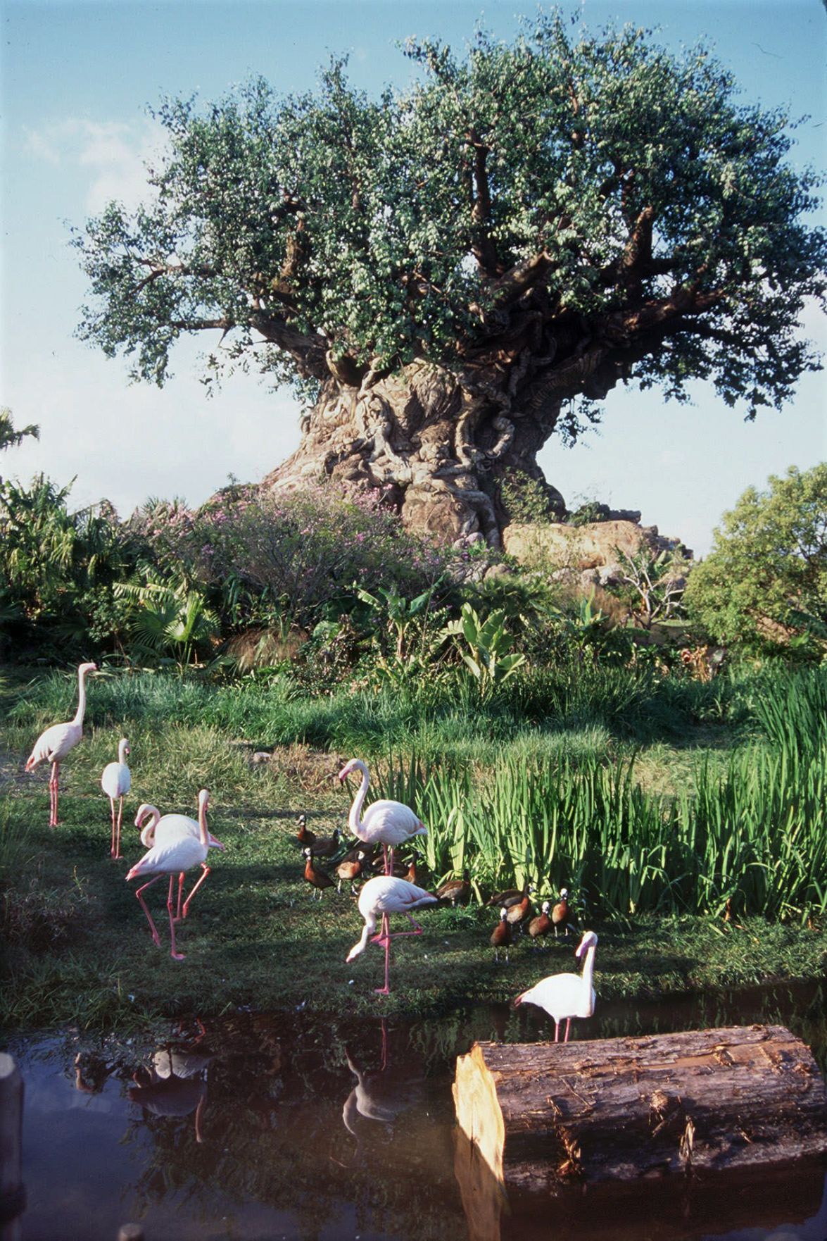 11. The Tree of Life